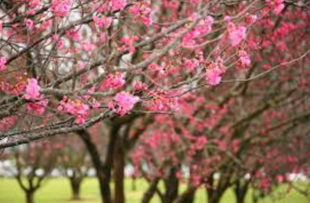 Waimea Cherry Blossom Heritage Festival