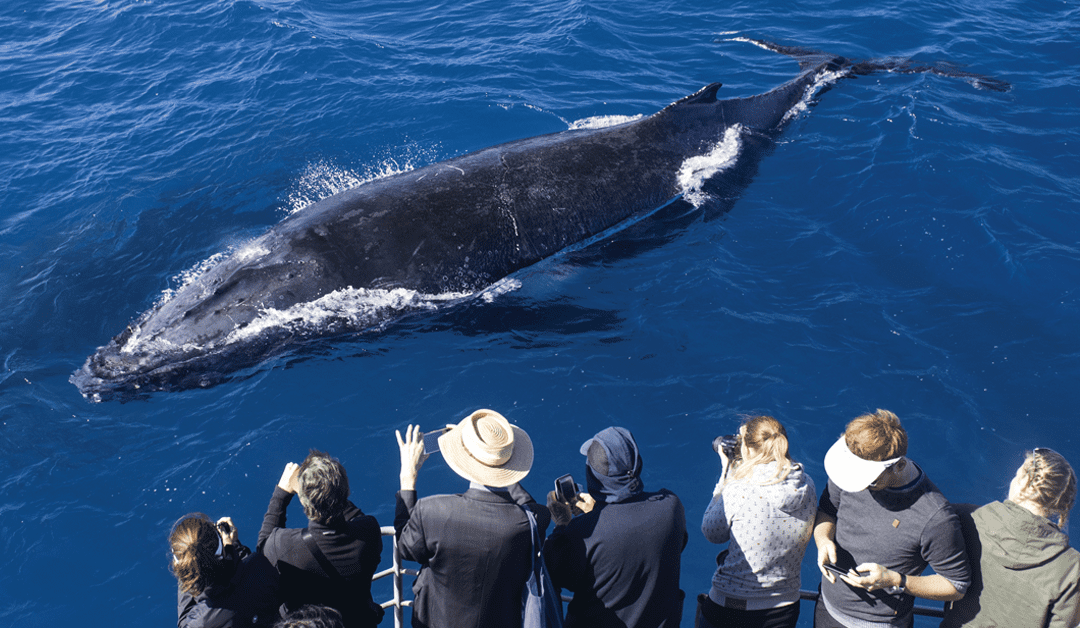 Whale Watching