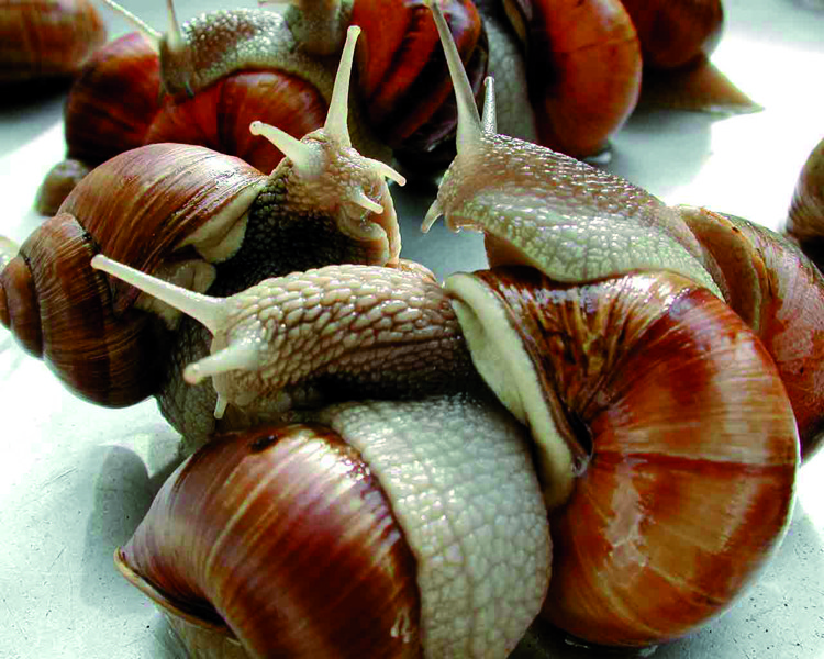 Interesting facts about Snail