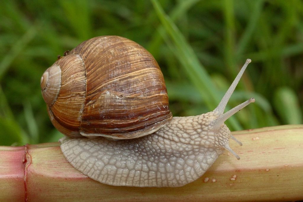 Snail contains Vitamins and Minerals