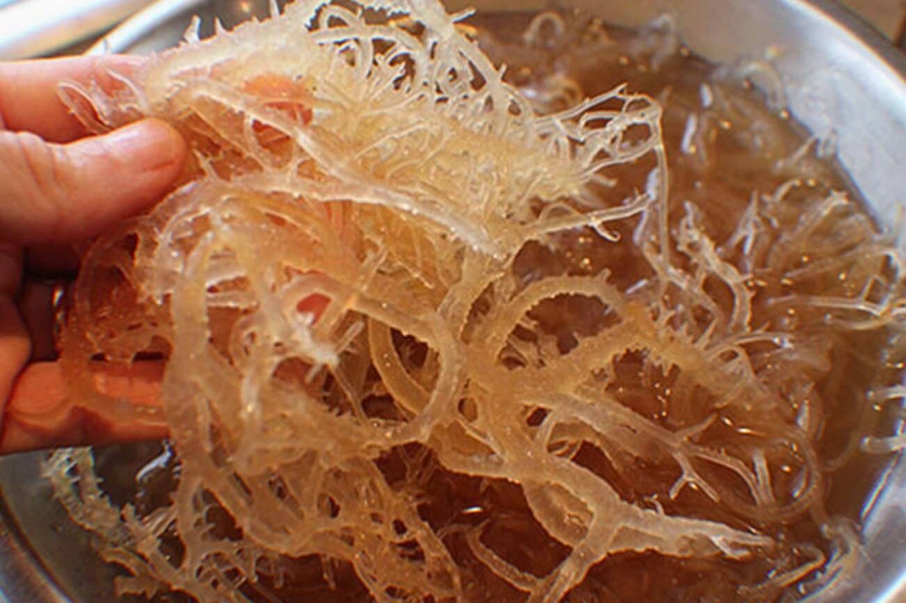 What is Sea Moss?